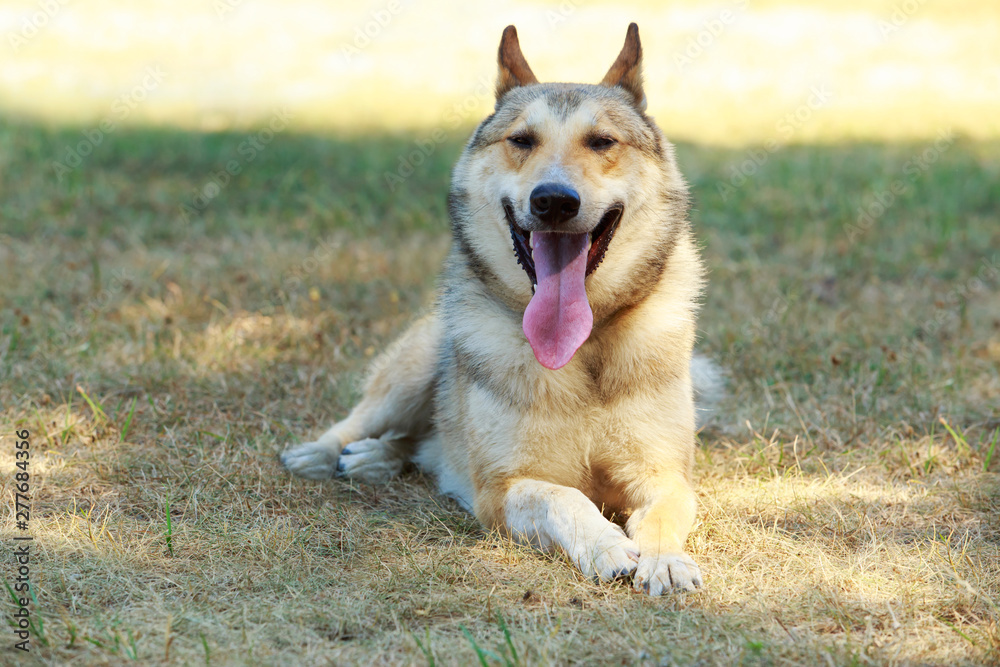 Dog breed West Siberian Laika