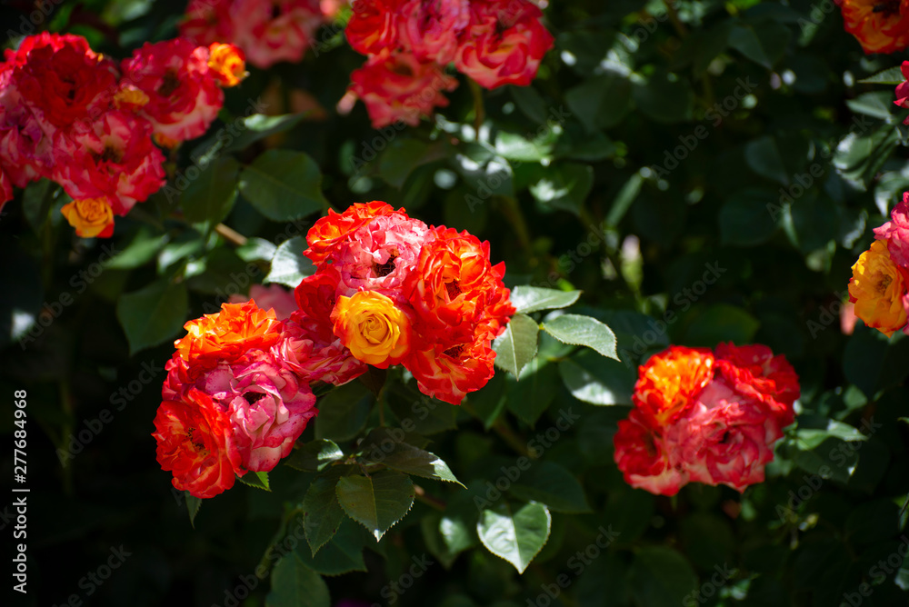 Beautiful blooming roses in the summer green garden