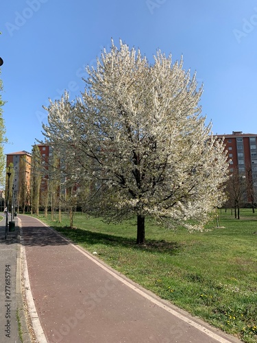 road in the park