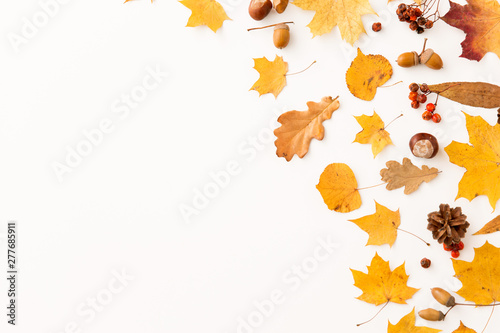 nature, season and botany concept - different dry fallen autumn leaves, chestnut, rowanberry and pine cone on white background