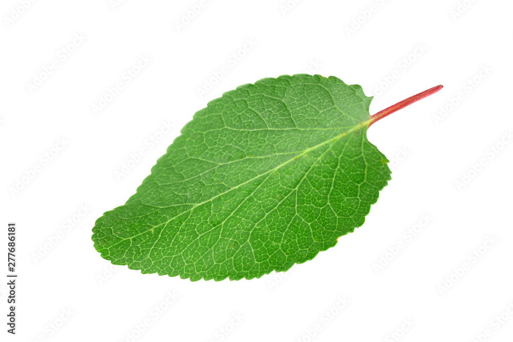 Fototapeta premium apricot leaf isolated on a white background