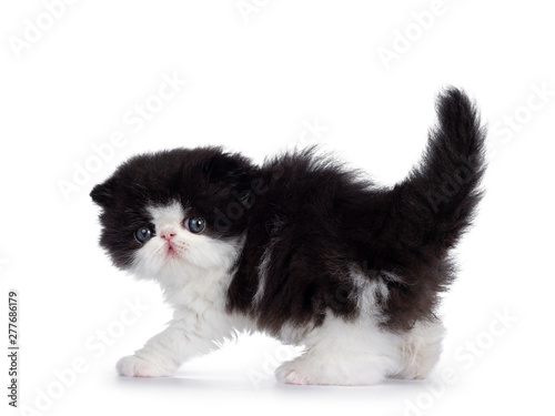 Cute few weeks old, very young black and white Persian cat ktten. Standing side ways in attack pose, looking at camera with round and still blue eyes. Isolated on white background. photo