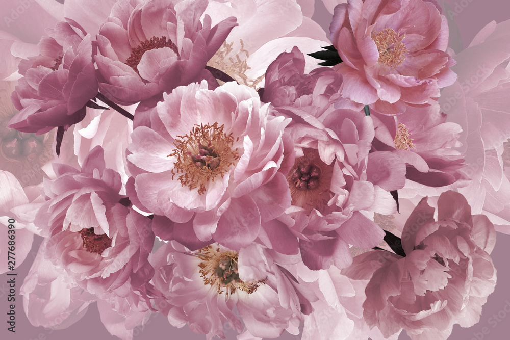 Luxury background. Bouquet of pink garden flowers peonies close-up. - obrazy, fototapety, plakaty 