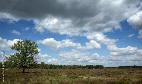 Panorama National Park Dwingelderveld Netherlands. Heather fields Drente