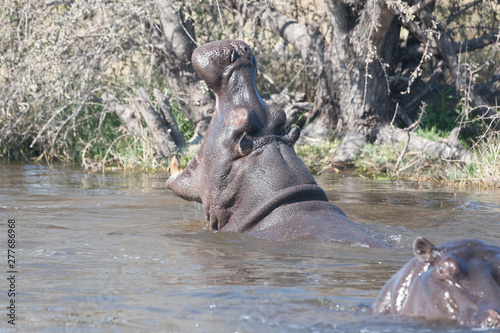 Hyppo in Botswana photo