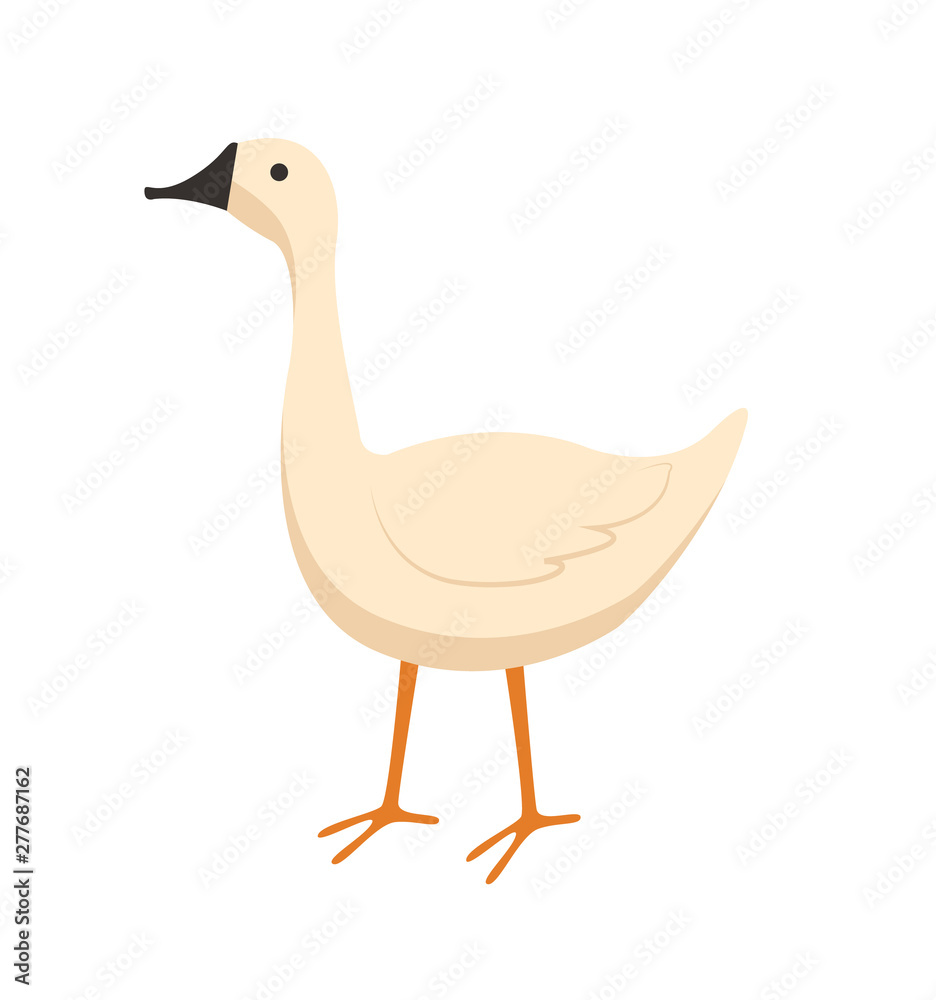 Obraz premium Goose vector, isolated bird with plumage, domestic animal eating crops from ground, countryside area, poultry farming and tending flat style livestock