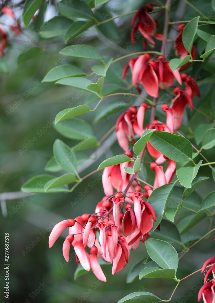 Korallenbaum Erythrina Australien Korallenbaum Erythrina Australien