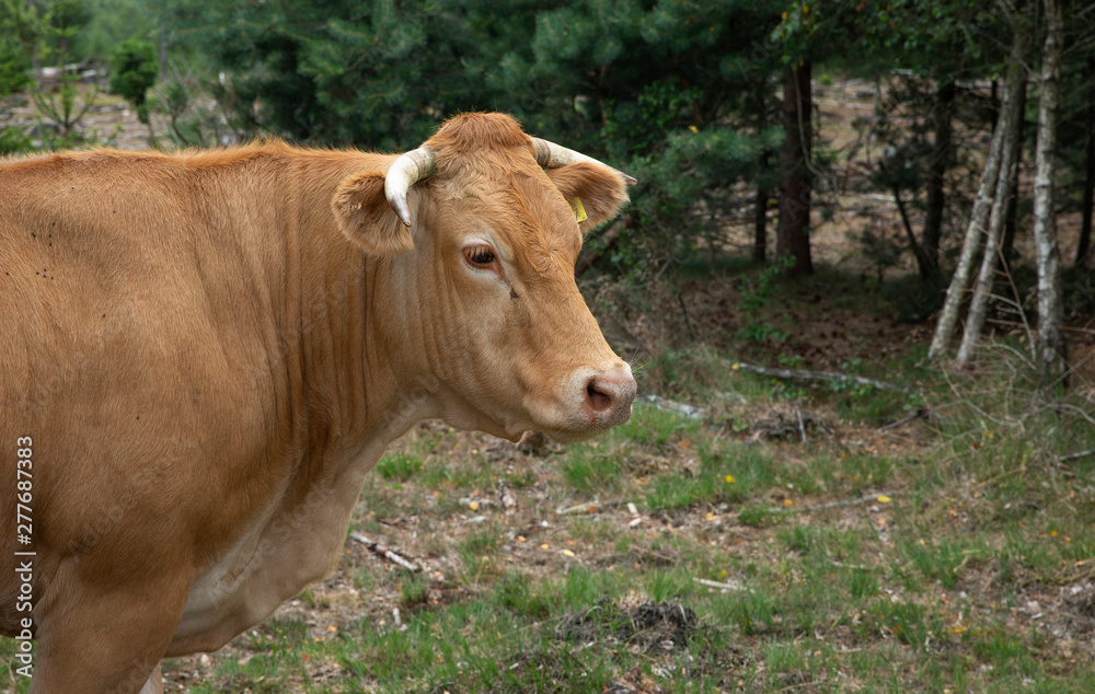 Cows at National Park Dwingelderveld Netherlands. Drente Cows at National Park Dwingelderveld Netherlands. Drente