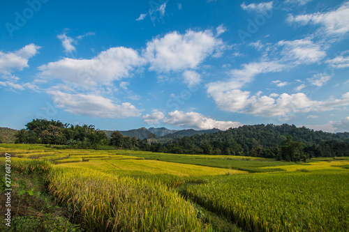 Rice terraces in Thailand