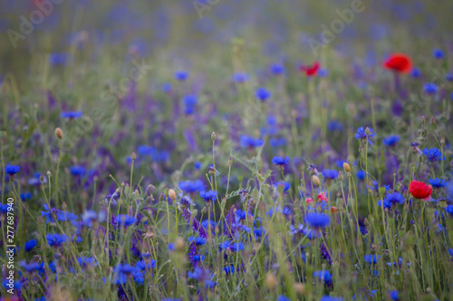 Cornflowers and poppies field background