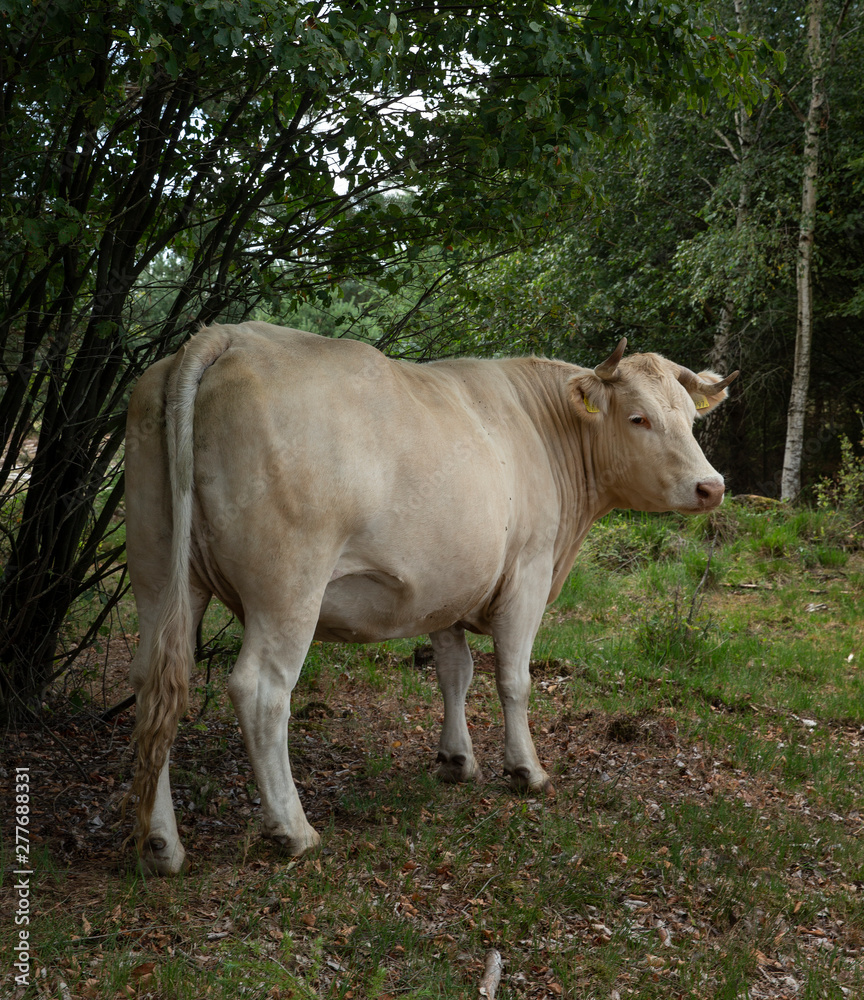Cows at National Park Dwingelderveld Netherlands. Drente Cows at National Park Dwingelderveld Netherlands. Drente