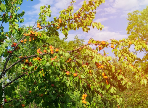 Apricots on the tree. The summer crop