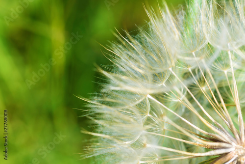 Closeup of dandelion flower. Macro