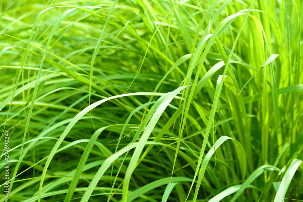 Background from green grass. Close-up  N