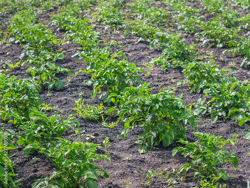 Rows of Green Potato Plants Growing at Organic Farm.