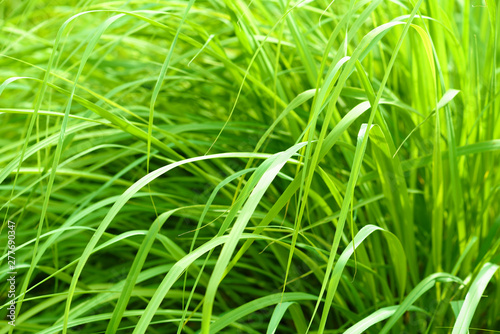 Background from green grass. Close-up N