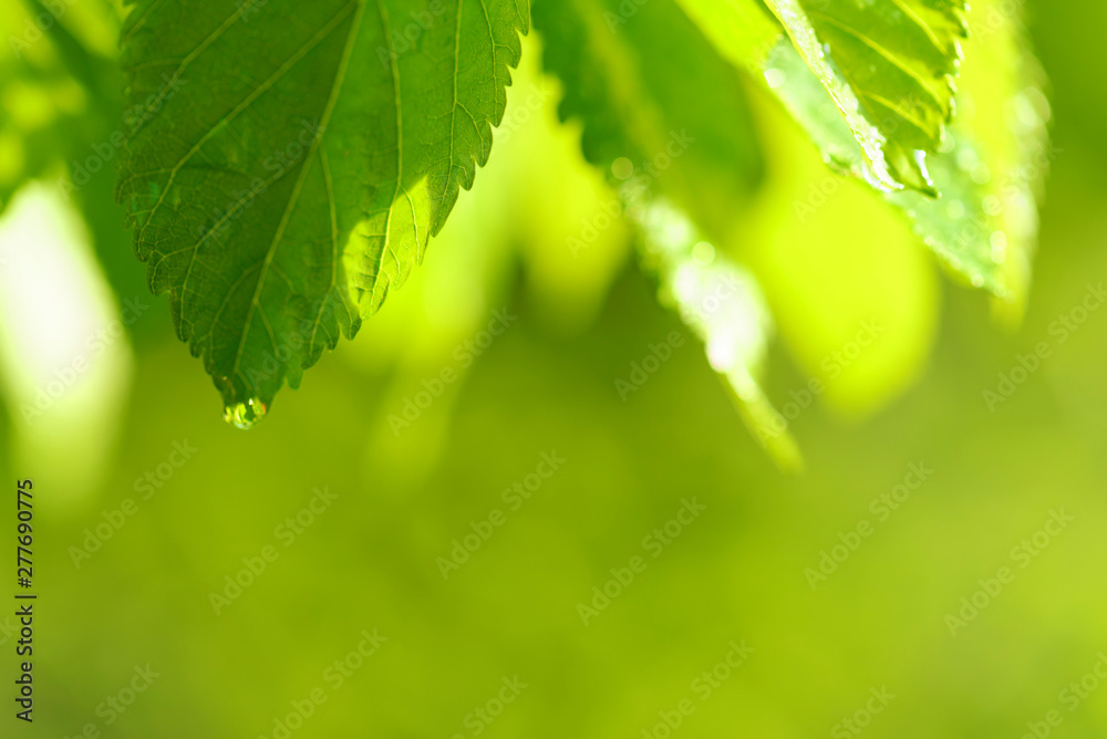 Green leaves with water droplets. Nature background Green leaves with water droplets. Nature background
