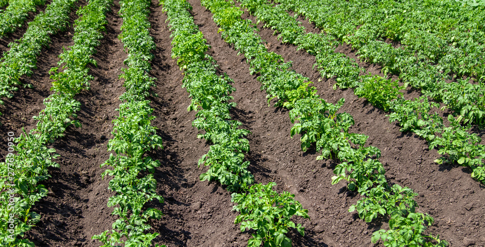 Green leaves on potatoes in the garden Green leaves on potatoes in the garden