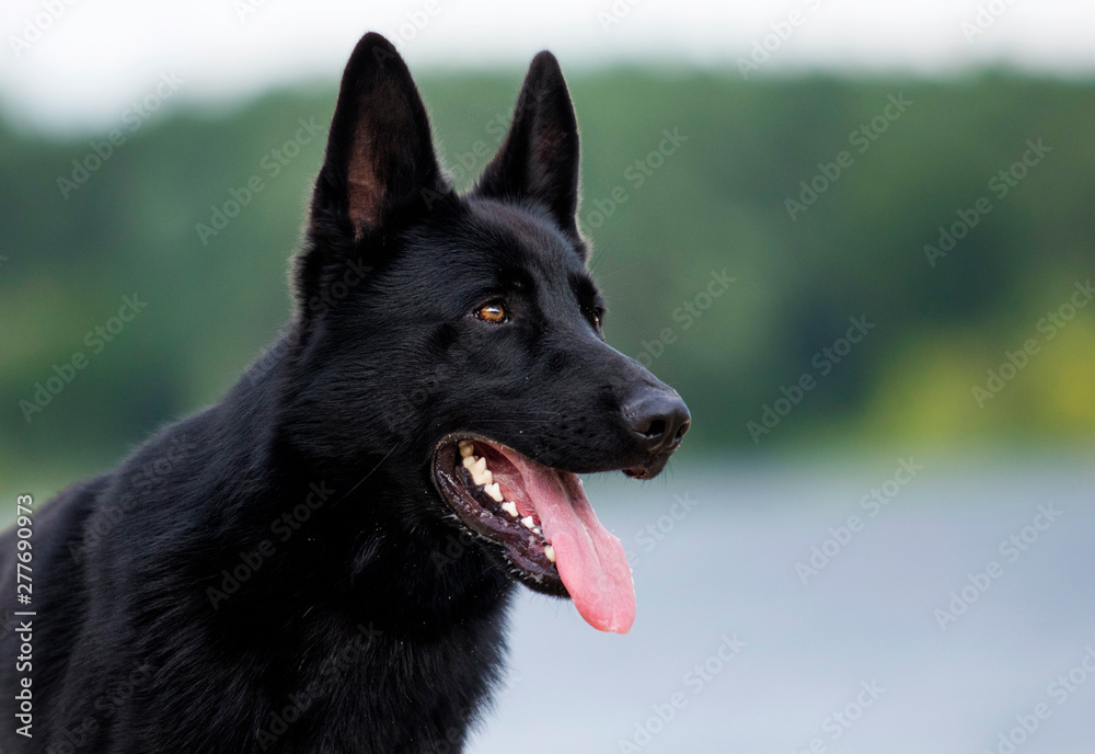 portrait dog black german sitting