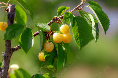 Ripe yellow sweet cherry on the tree