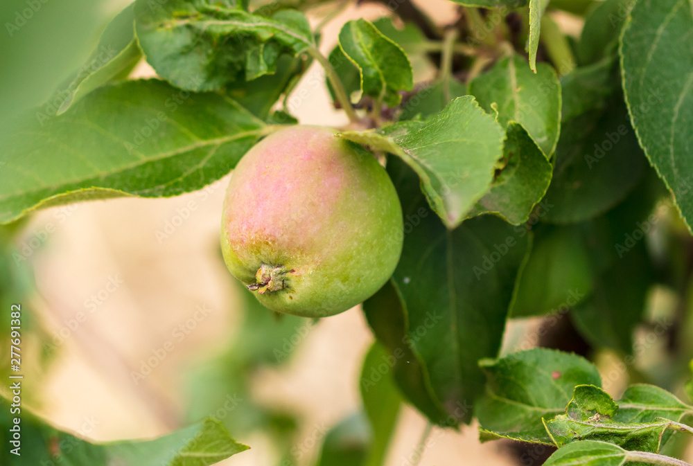 Green apples on the branches of a tree in the garden