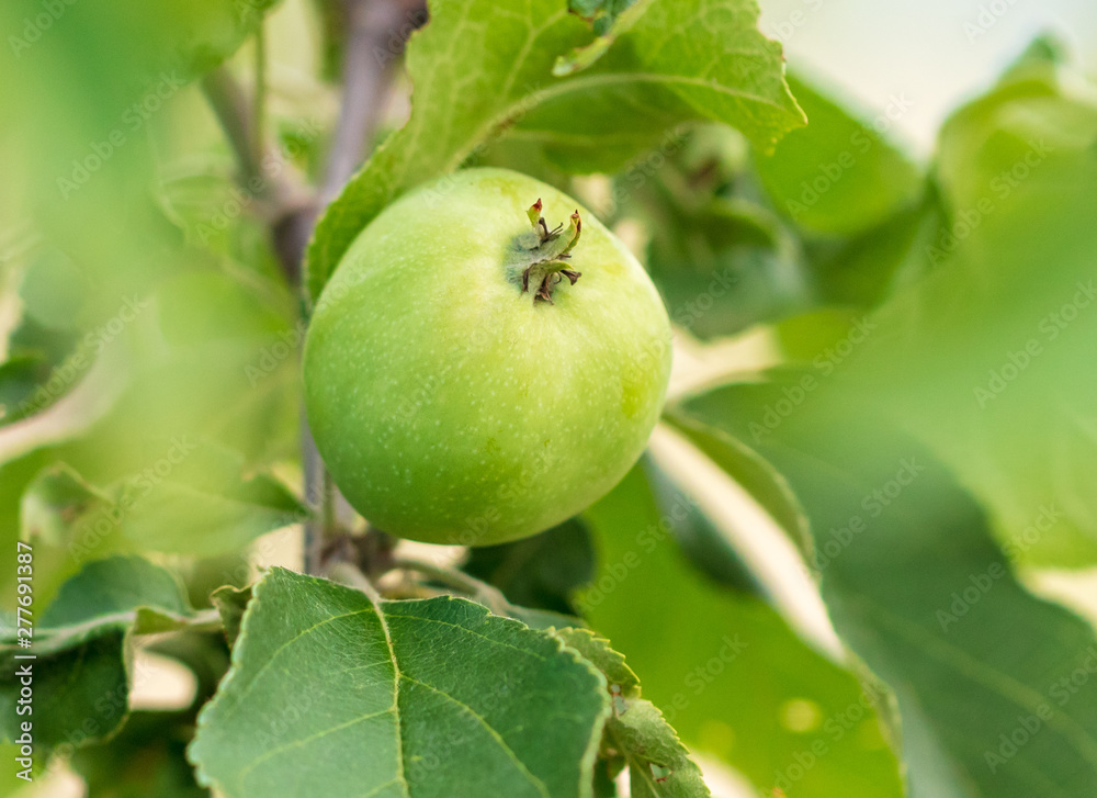 Green apples on the branches of a tree in the garden Green apples on the branches of a tree in the garden
