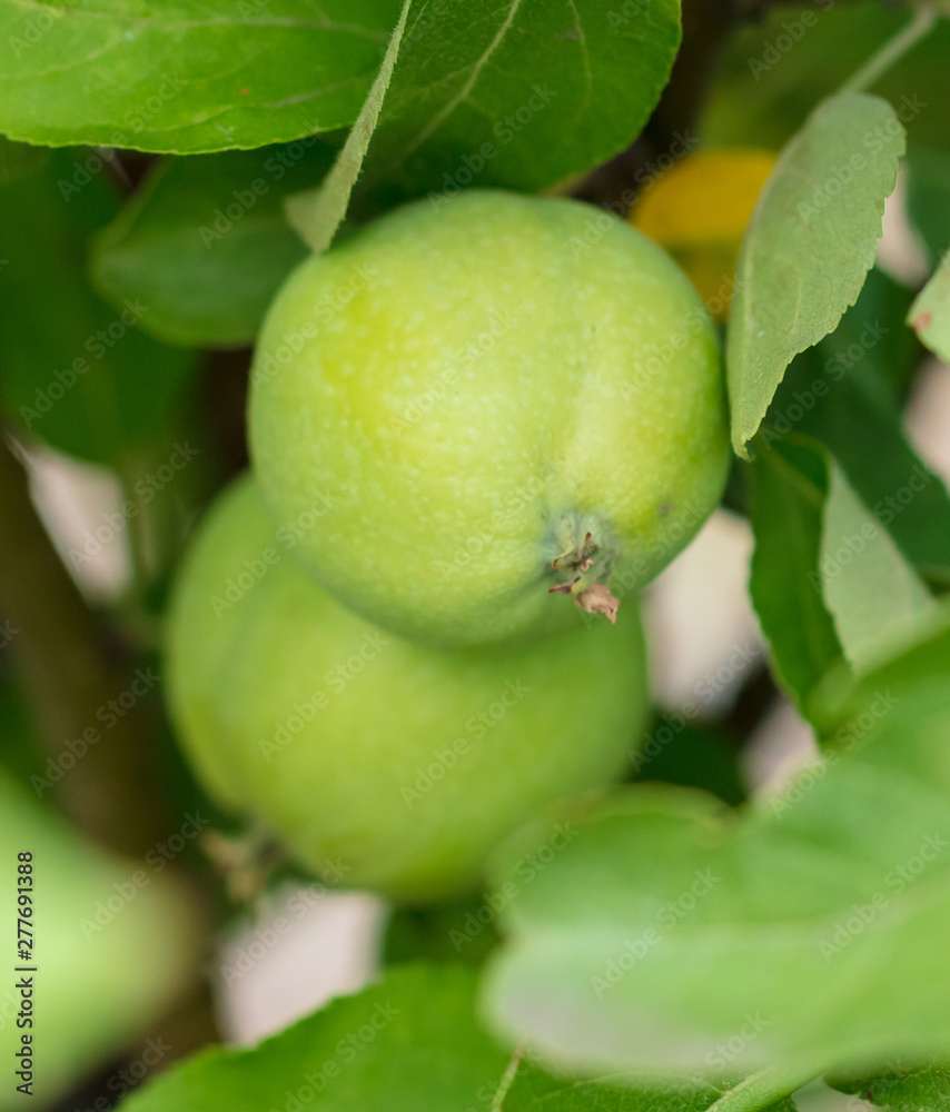 Green apples on the branches of a tree in the garden Green apples on the branches of a tree in the garden