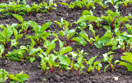 Beet leaves in the ground in the garden