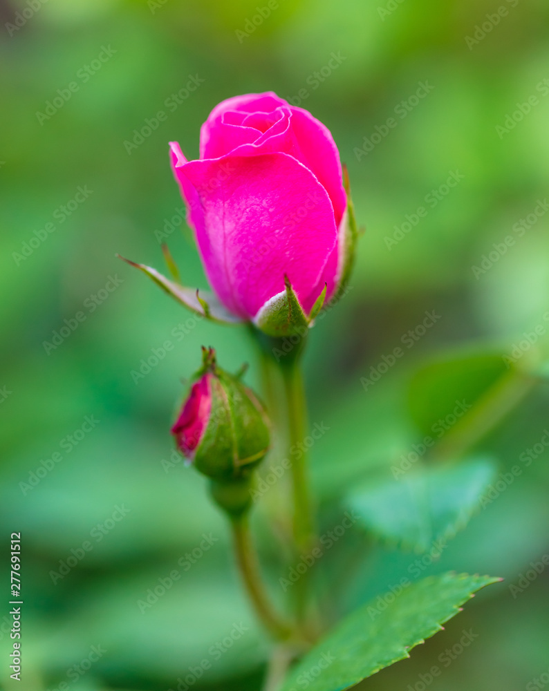 Beautiful red rose flower on nature