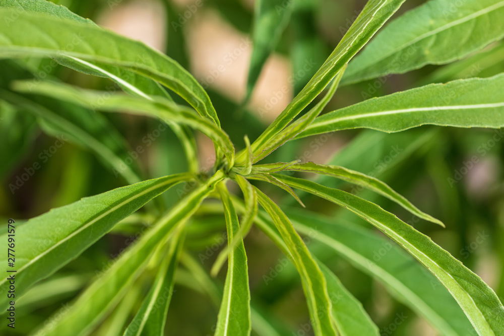 Fototapeta premium Green leaves on the plant as background