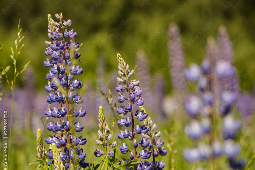 Obraz premium Wild lupins bloom in a meadow