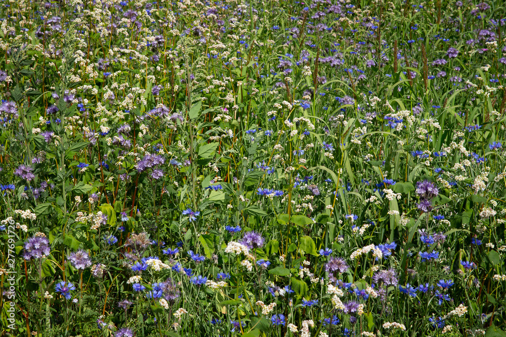 Fieldflowers at National Park Dwingelderveld Netherlands. Cornflower. Drente Fieldflowers at National Park Dwingelderveld Netherlands. Cornflower. Drente