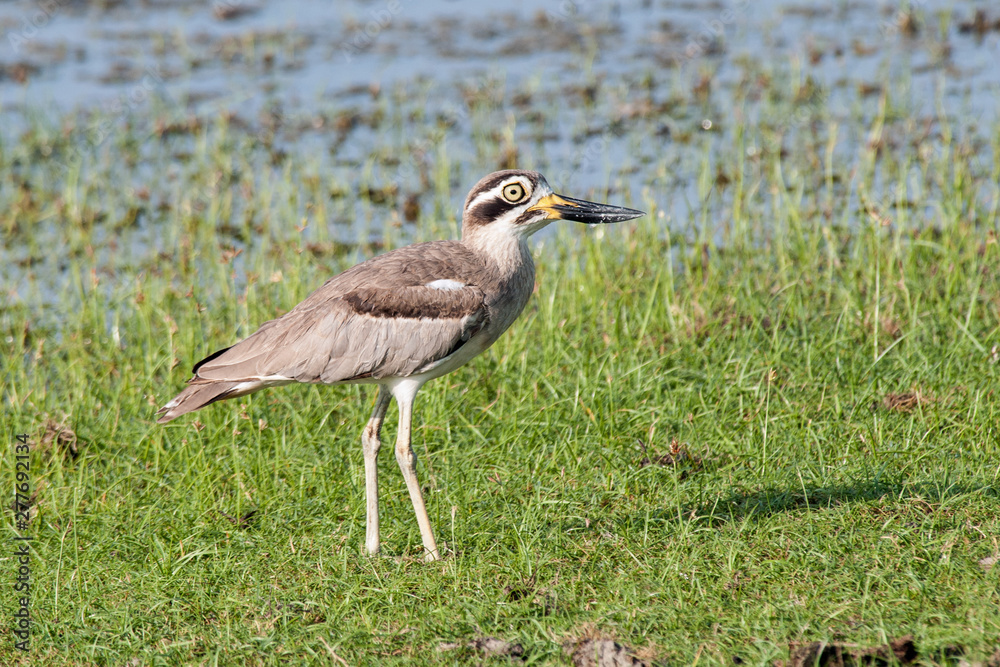 Great thick knee