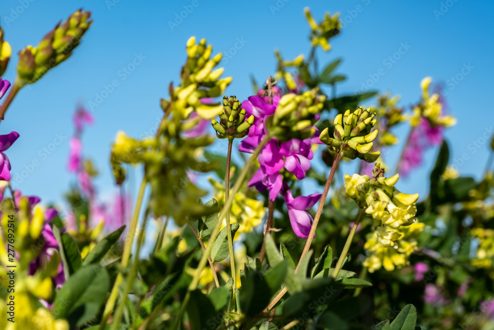 Fototapeta premium summer in the tundra, wildflowers