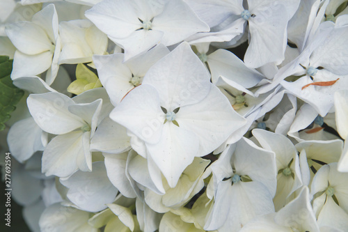 Hydrangea macrophylia white flowers close up photo