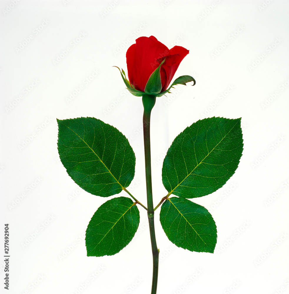 A studio close up graphic portrait of a single red rose A studio close up graphic portrait of a single red rose