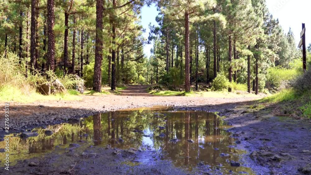 Large muddy puddle of water in the middle of a narrow forest road. Reflection of the sky and trees on the surface of the water. Hiking scenery of Tenerife. Large muddy puddle of water in the middle of a narrow forest road. Reflection of the sky and trees on the surface of the water. Hiking scenery of Tenerife.