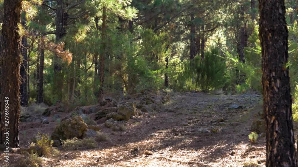 Hiking trail through the pine forest of Tenerife. Trekking and backpacking in the Anaga Mountains is a popular tourist activity on this island vacation destination. Hiking trail through the pine forest of Tenerife. Trekking and backpacking in the Anaga Mountains is a popular tourist activity on this island vacation destination.