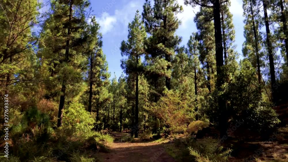 Blue sky and soft white clouds over the Tenerife pine forest. Hiking a wide gravel trail on this volcanic tourist destination. TILT DOWN. Blue sky and soft white clouds over the Tenerife pine forest. Hiking a wide gravel trail on this volcanic tourist destination. TILT DOWN.