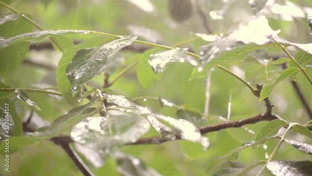 Heavy rain shower downpour cloudburst rainfall comes in the daytime. Heavy rain shower downpour cloudburst rainfall comes in the daytime.