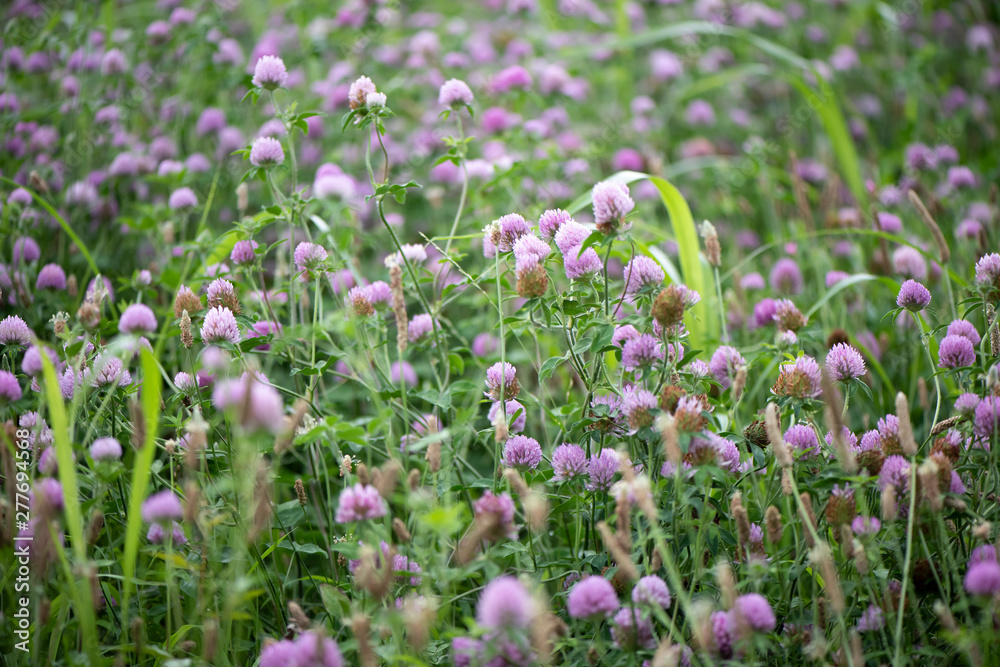 Obraz premium 約束