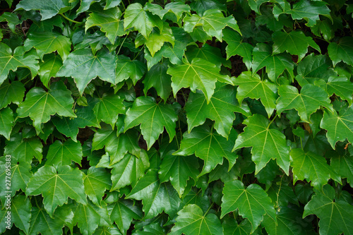 Green boston ivy leaves cover a wall. Nature pattern background.