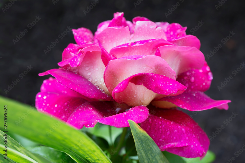 Pink rose. Roses are beautiful flowers from the strict Victorian era . Red rose, being the Queen of roses, is the most popular of all roses. Pink rose. Roses are beautiful flowers from the strict Victorian era . Red rose, being the Queen of roses, is the most popular of all roses.