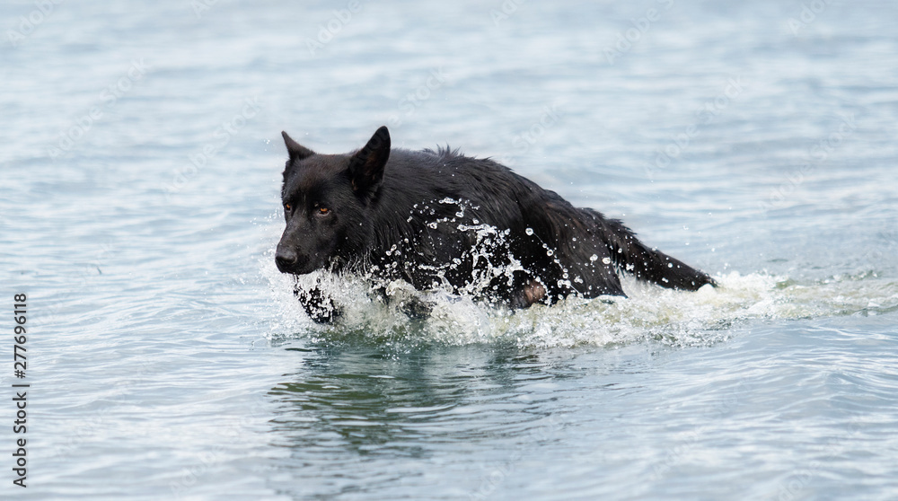 dog bathes in water along the beach