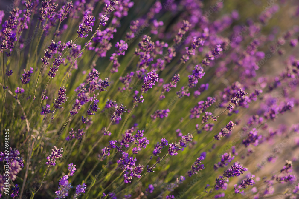 Obraz premium Lavender flowers - Sunset over a summer purple lavender field . Bunch of scented flowers in the lavanda fields of the French Provence near Valensole