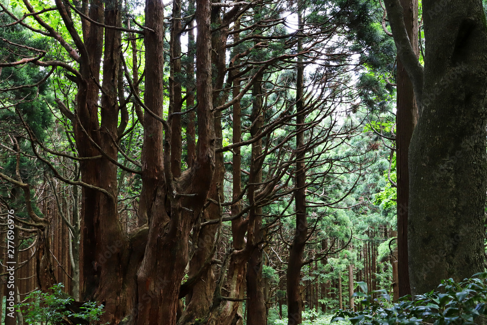 Fototapeta premium 【山形県 日本の観光名所】幻想の森 ウラ杉