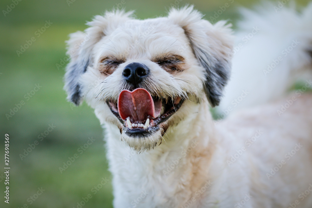 A funny white smiling Maltese Dog breed A funny white smiling Maltese Dog breed