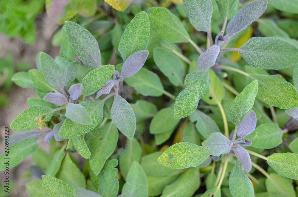 Close-up of sage plant in herb garden Close-up of sage plant in herb garden
