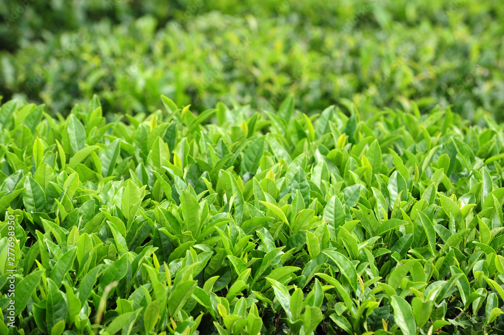 Green Tea Farm Green Tea Farm