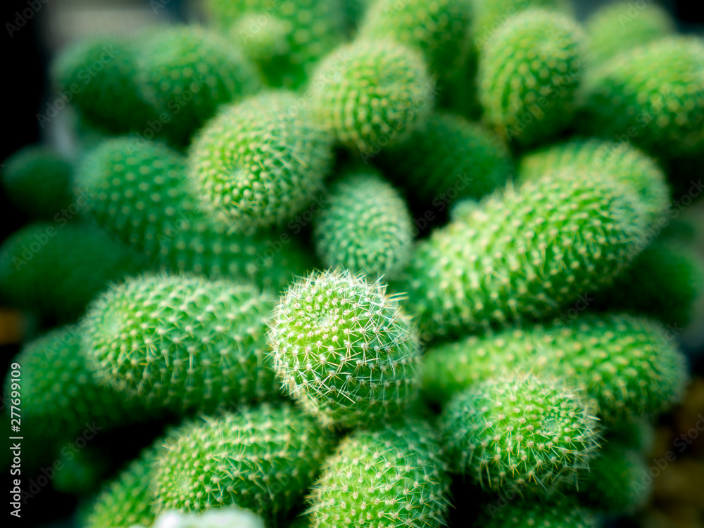 Green Cactus Tree Stacked Green Cactus Tree Stacked